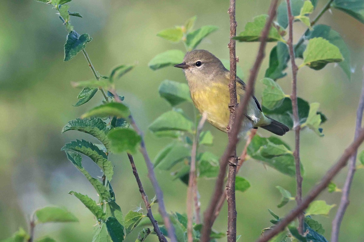 Orange-crowned Warbler - ML642873129
