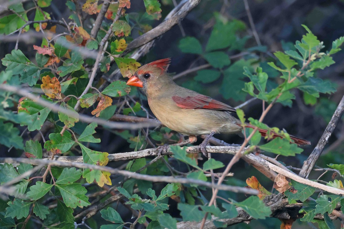Northern Cardinal (Common) - ML642873134