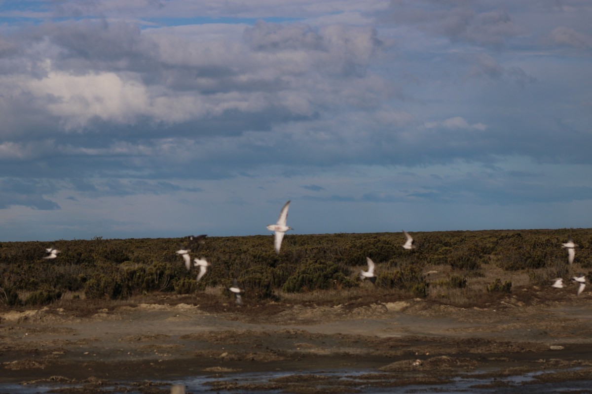 Red Phalarope - ML642873139
