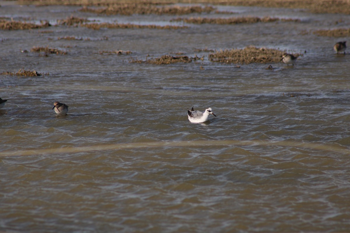 Red Phalarope - ML642873140