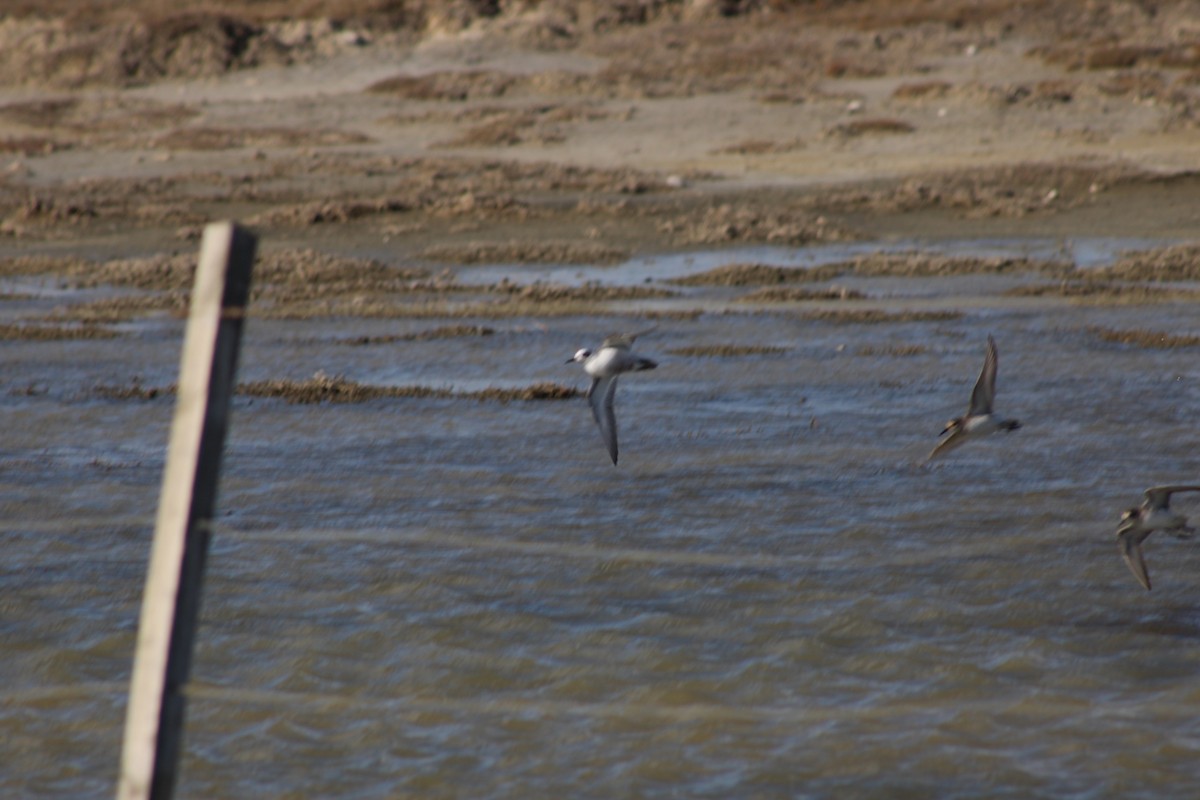 Red Phalarope - ML642873141