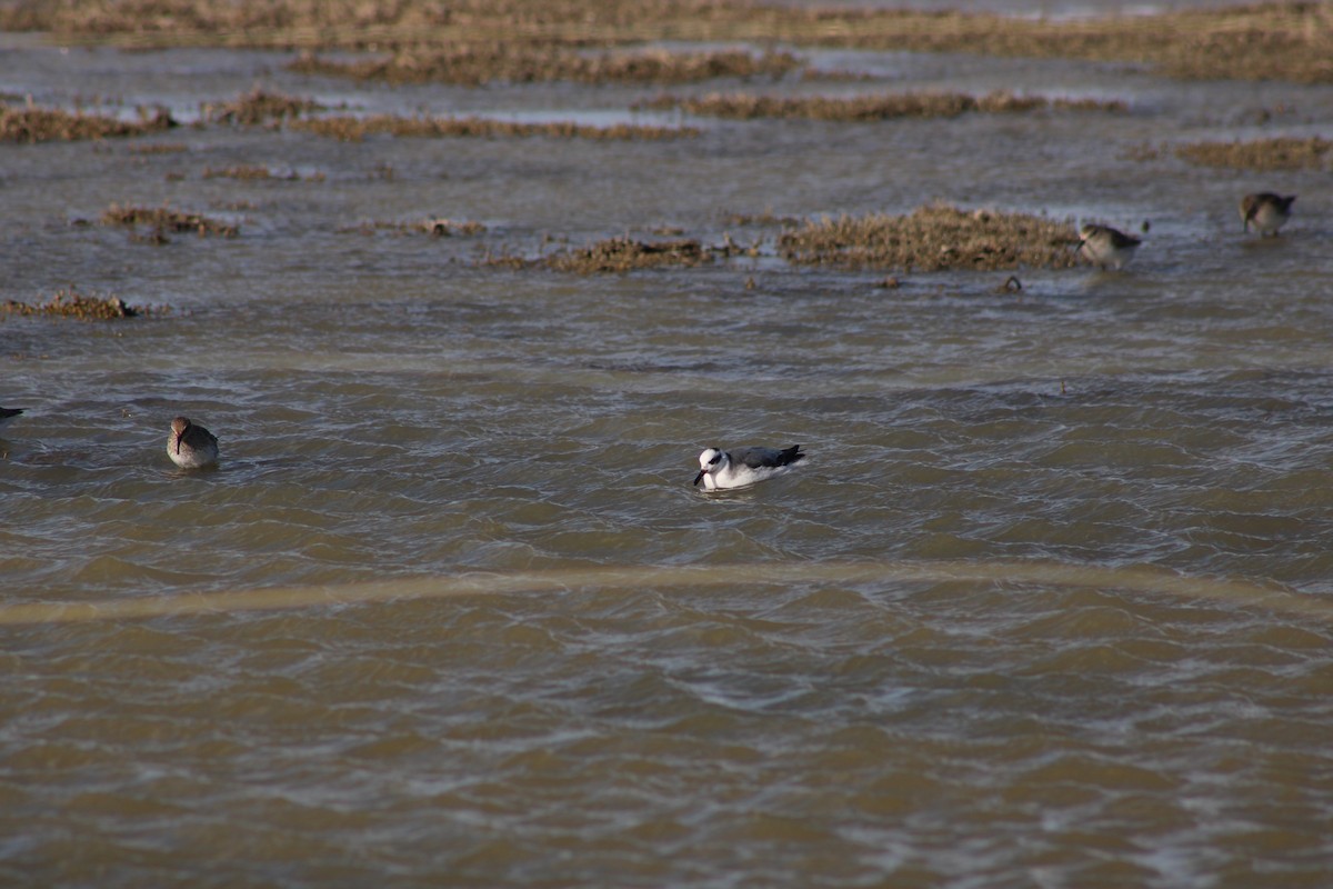 Red Phalarope - ML642873142