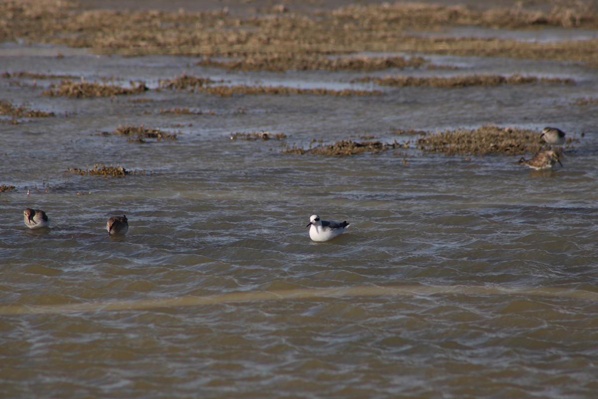 Red Phalarope - ML642873143