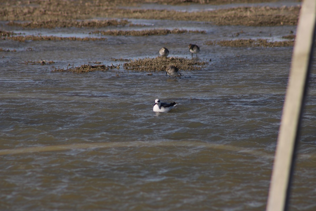 Red Phalarope - ML642873145