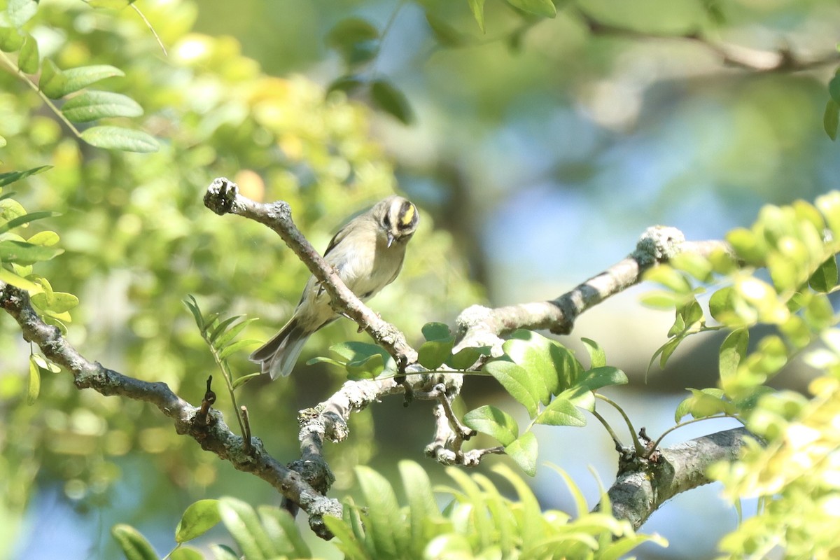 Golden-crowned Kinglet - ML642873152