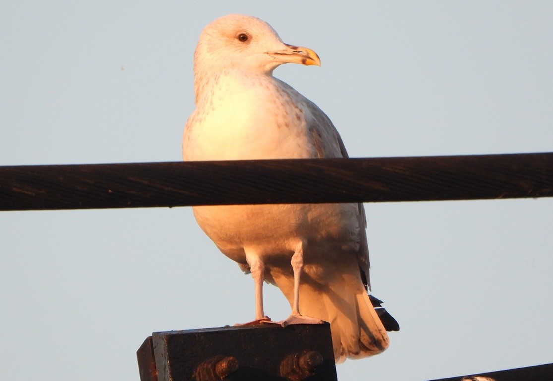 Yellow-legged Gull - ML642873158