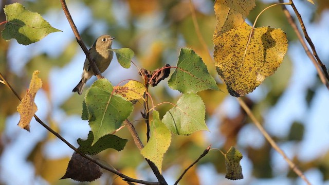 Ruby-crowned Kinglet - ML642873164