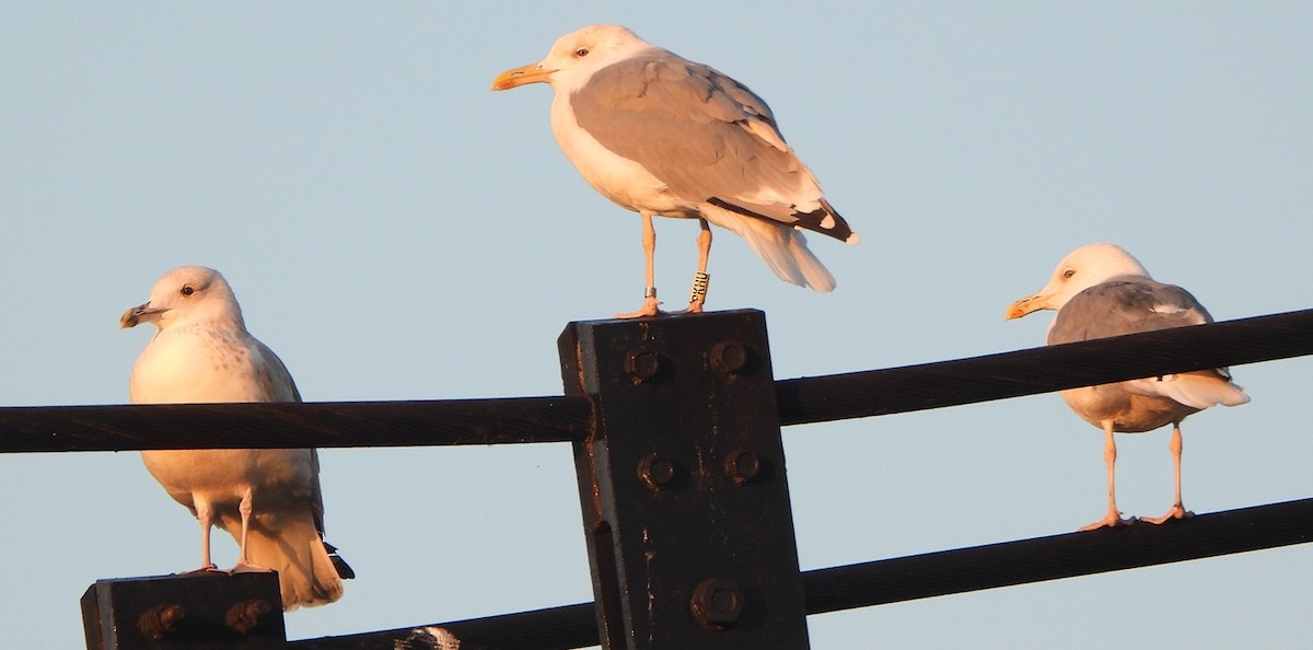 Yellow-legged Gull - ML642873171