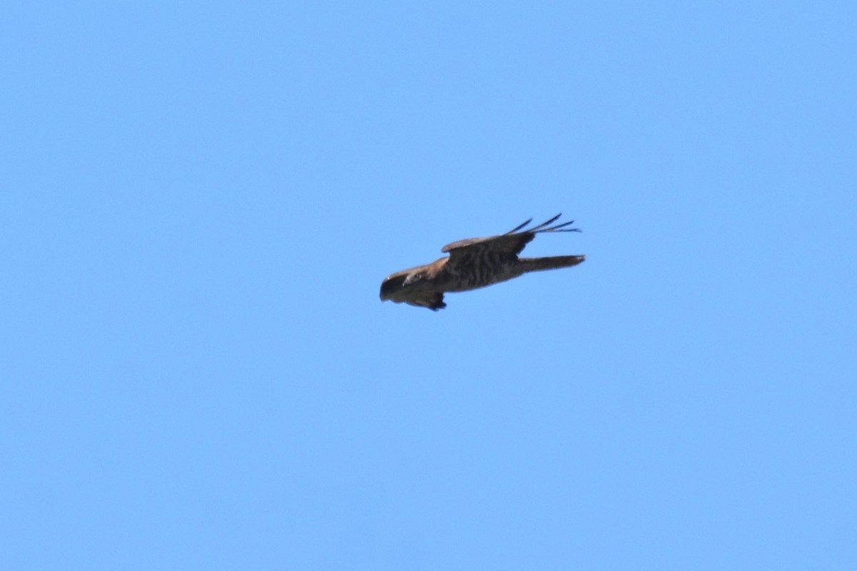 European Honey-buzzard - ML642873216
