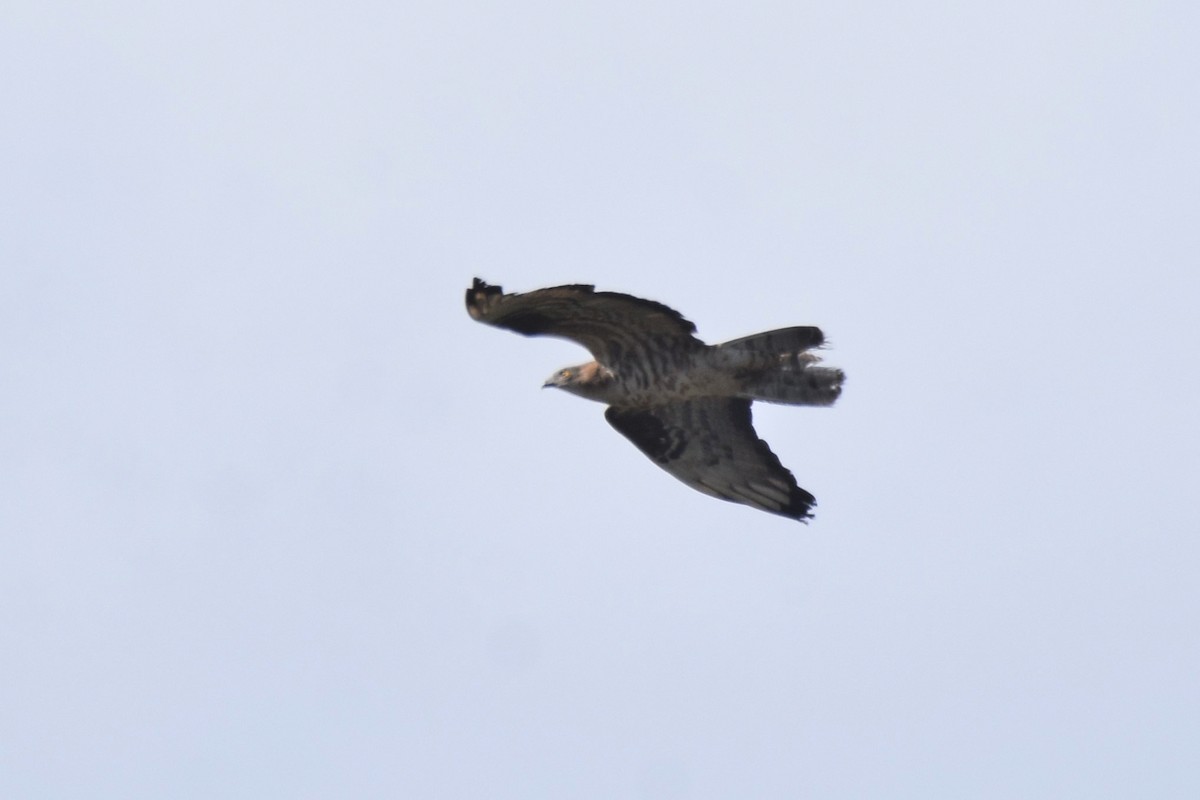 European Honey-buzzard - ML642873217