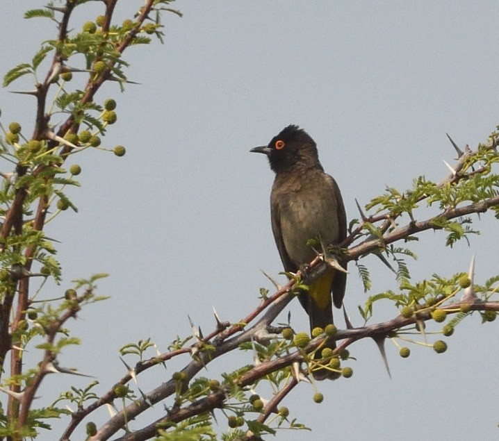 Black-fronted Bulbul - ML642873227
