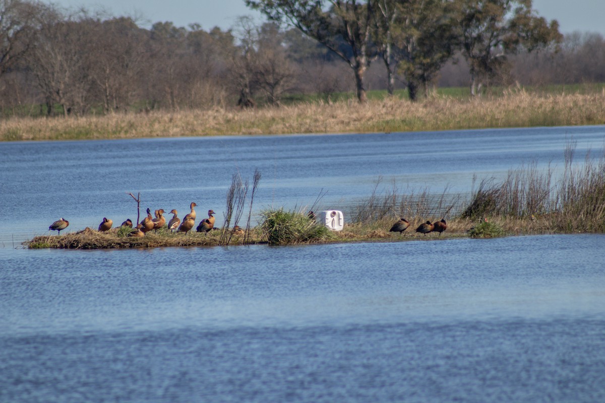 White-faced Whistling-Duck - ML642873241