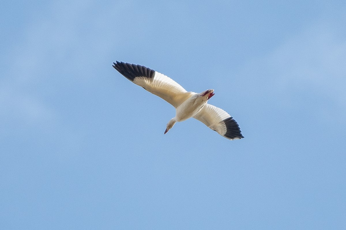 Oca delle nevi - ML642873246