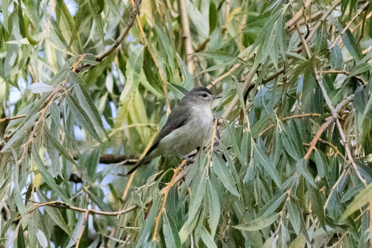 sangvireo - ML642873265