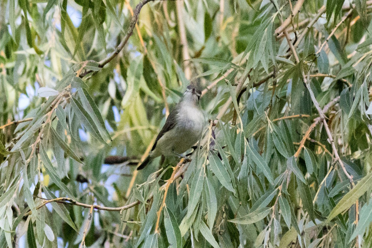 sangvireo - ML642873266