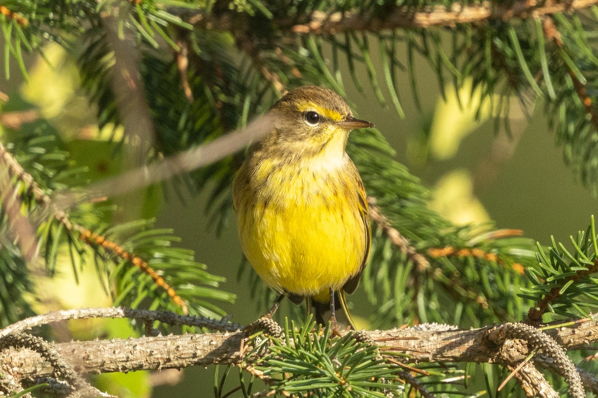 Palm Warbler (Yellow) - ML642873271
