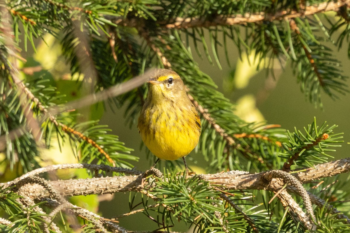 Palm Warbler (Yellow) - ML642873272