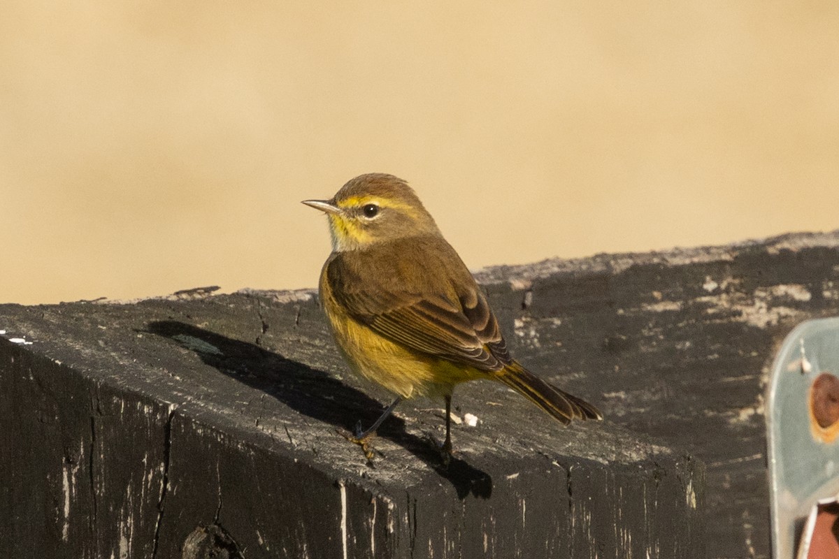 Palm Warbler (Yellow) - ML642873273