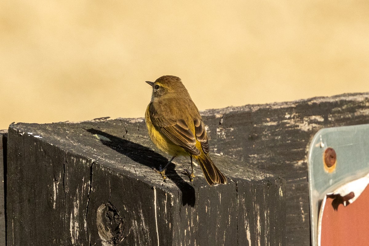 Palm Warbler (Yellow) - ML642873274
