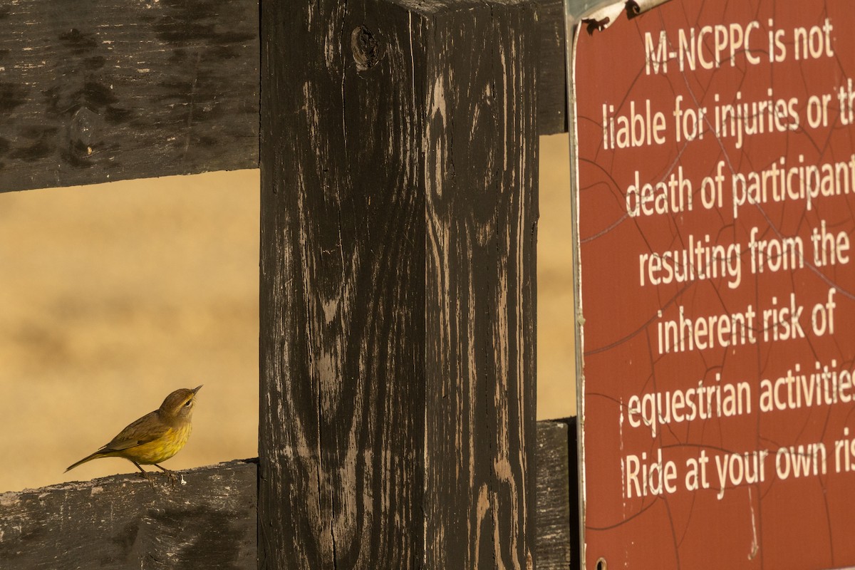 Palm Warbler (Yellow) - ML642873275