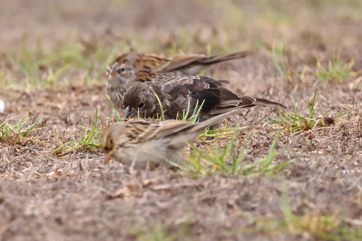 Brown-headed Cowbird - ML642873277