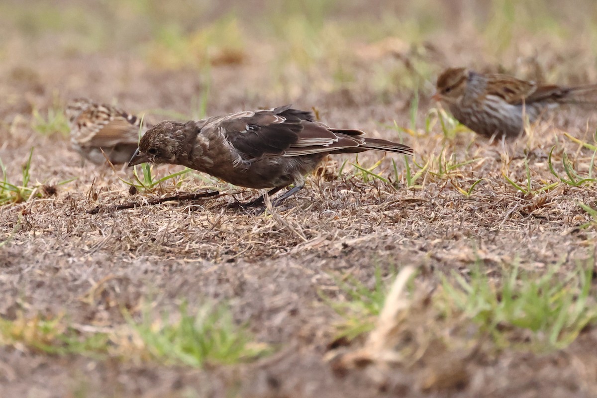 Brown-headed Cowbird - ML642873278