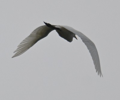 white egret sp. - ML642873290
