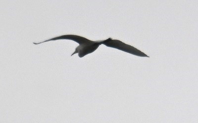 white egret sp. - ML642873291