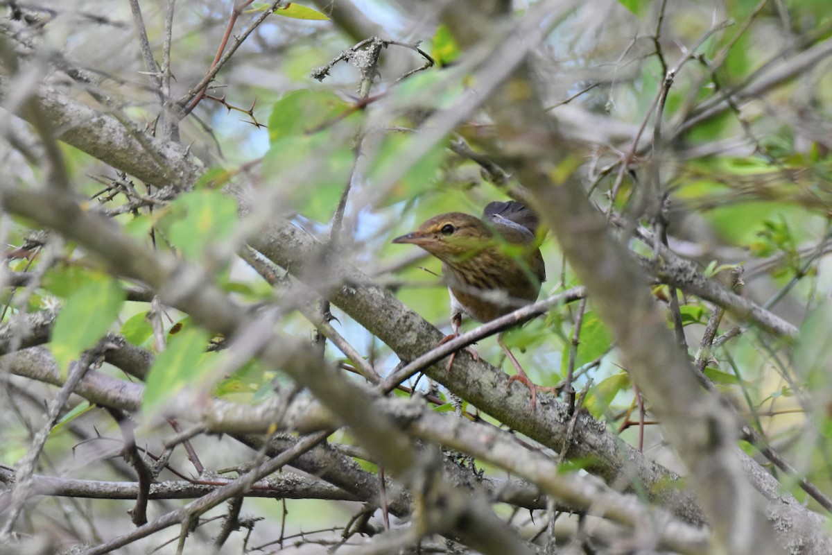 River Warbler - ML642873292