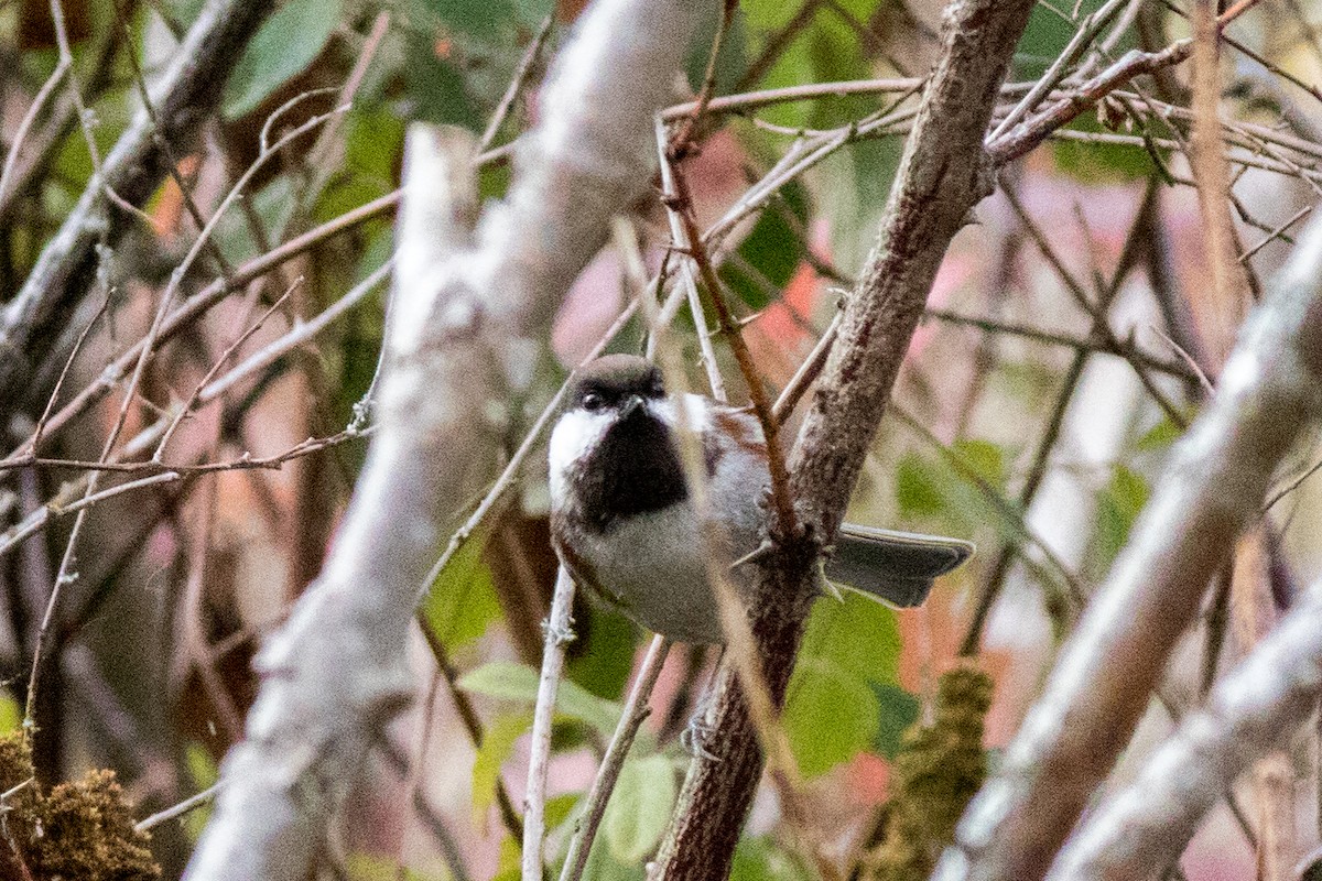 Chestnut-backed Chickadee - ML642873303
