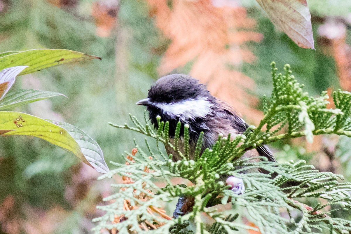 Chestnut-backed Chickadee - ML642873305