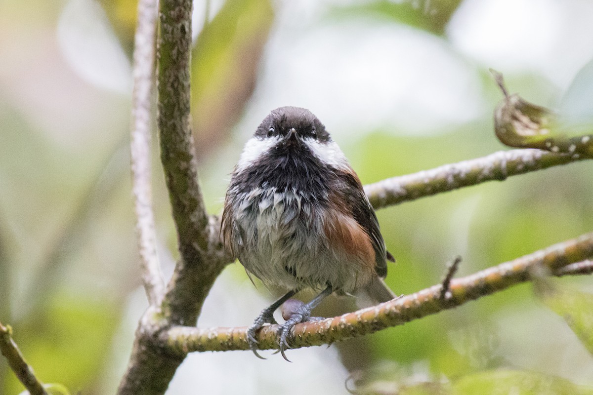 Chestnut-backed Chickadee - ML642873306