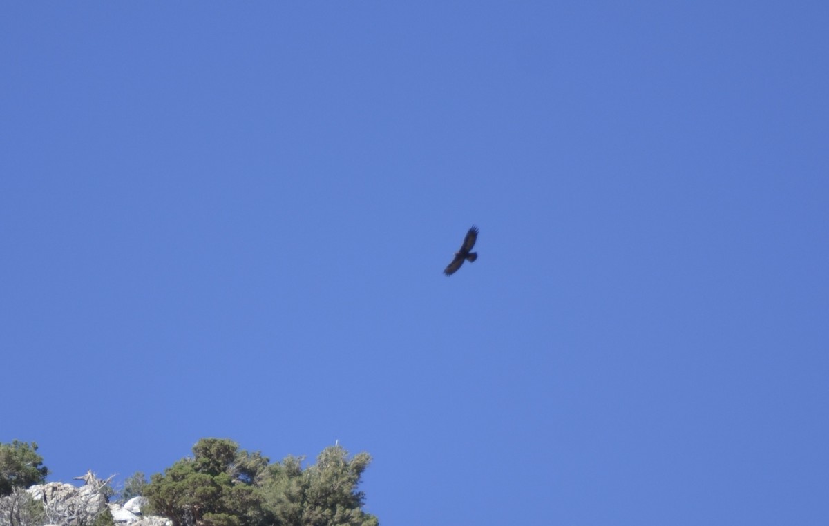 Golden Eagle - ML642873318