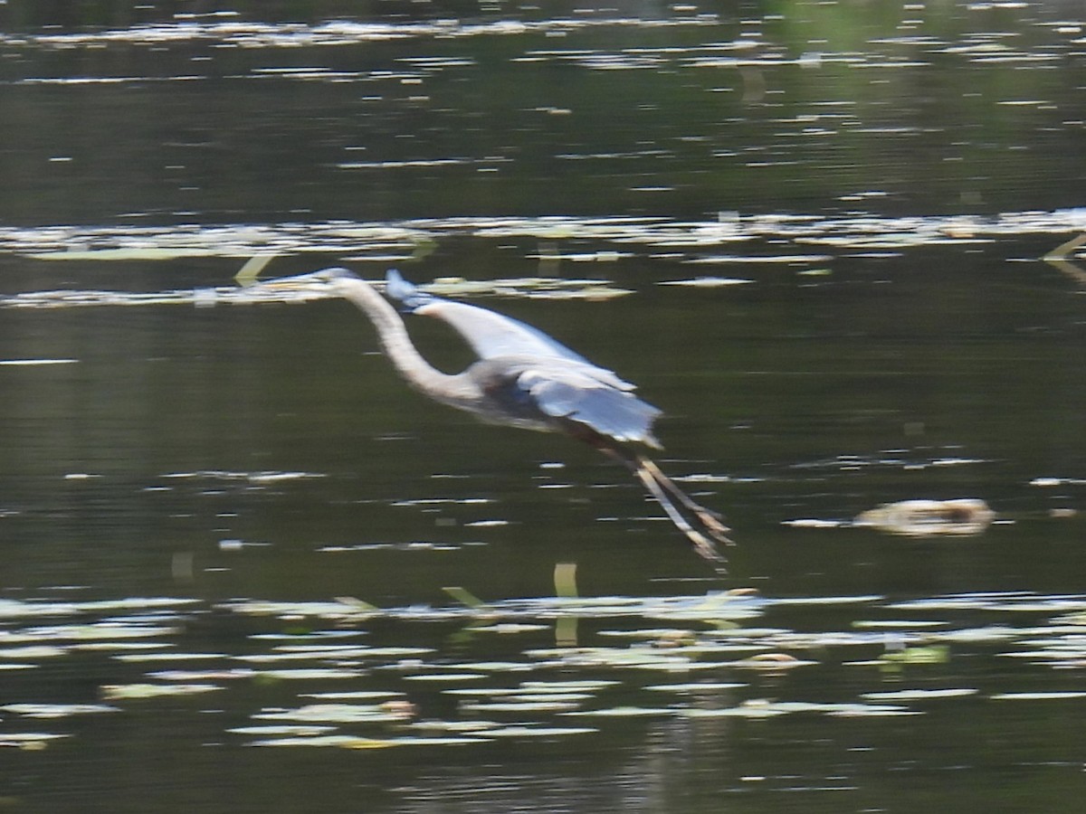 Great Blue Heron - ML642873338