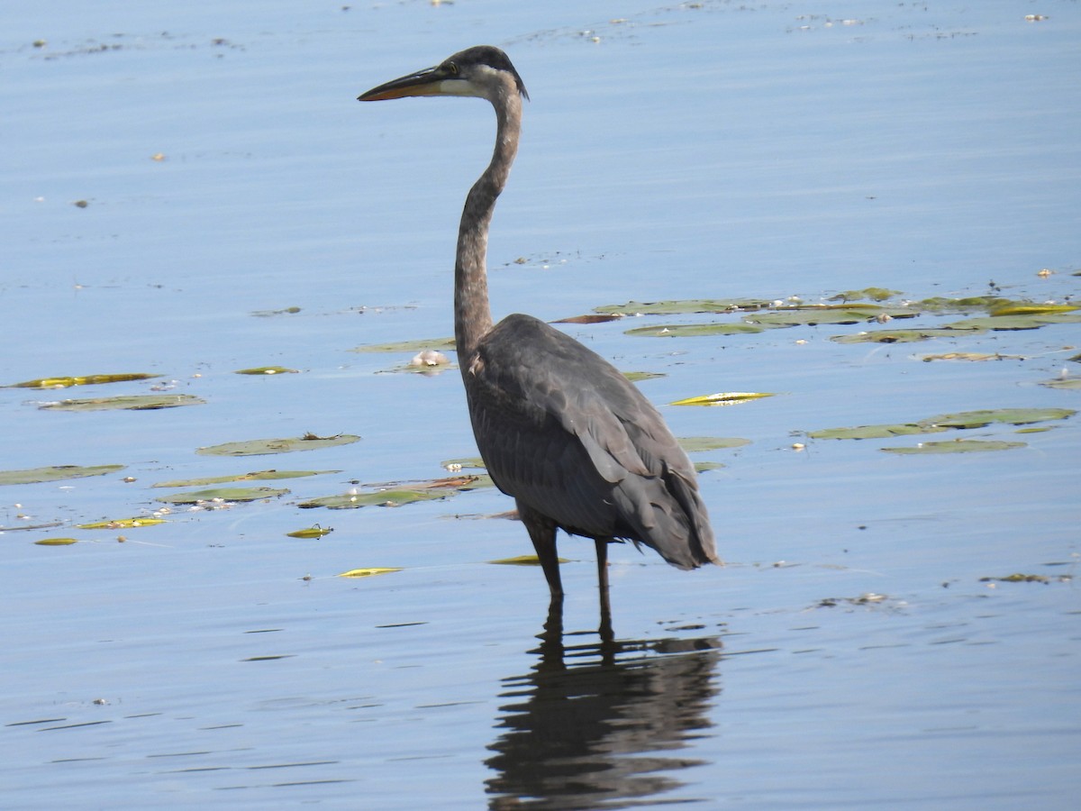 Great Blue Heron - ML642873340