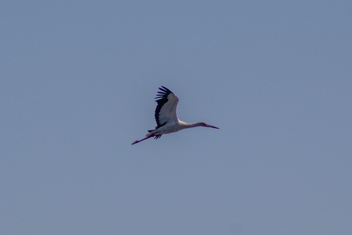 Maguari Stork - ML642873344
