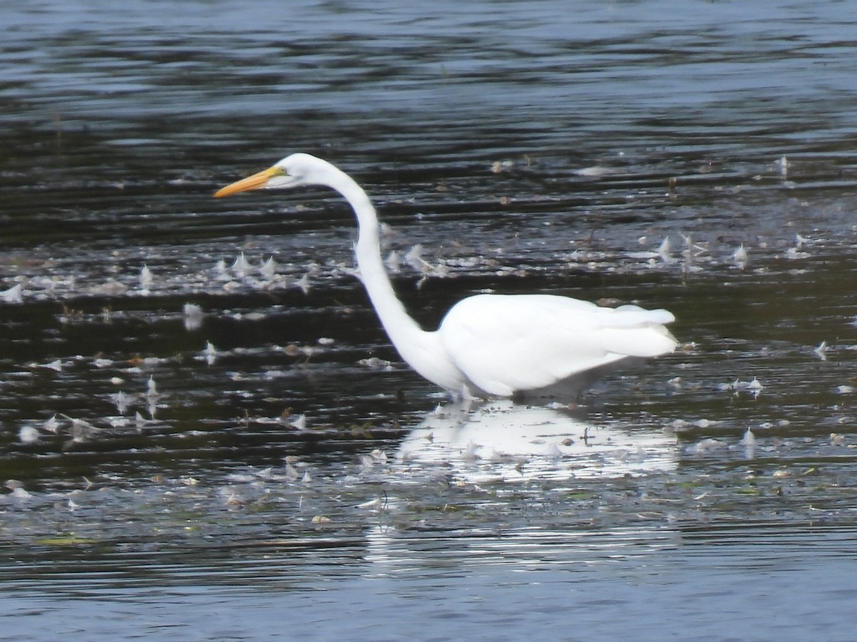 Great Egret - ML642873346