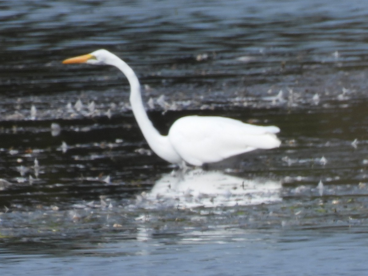 Great Egret - ML642873347