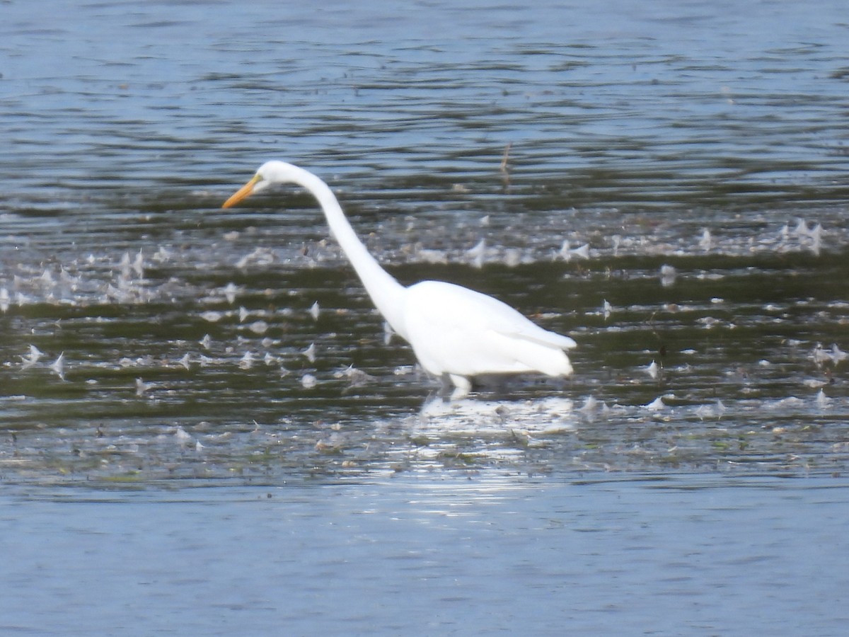 Great Egret - ML642873348