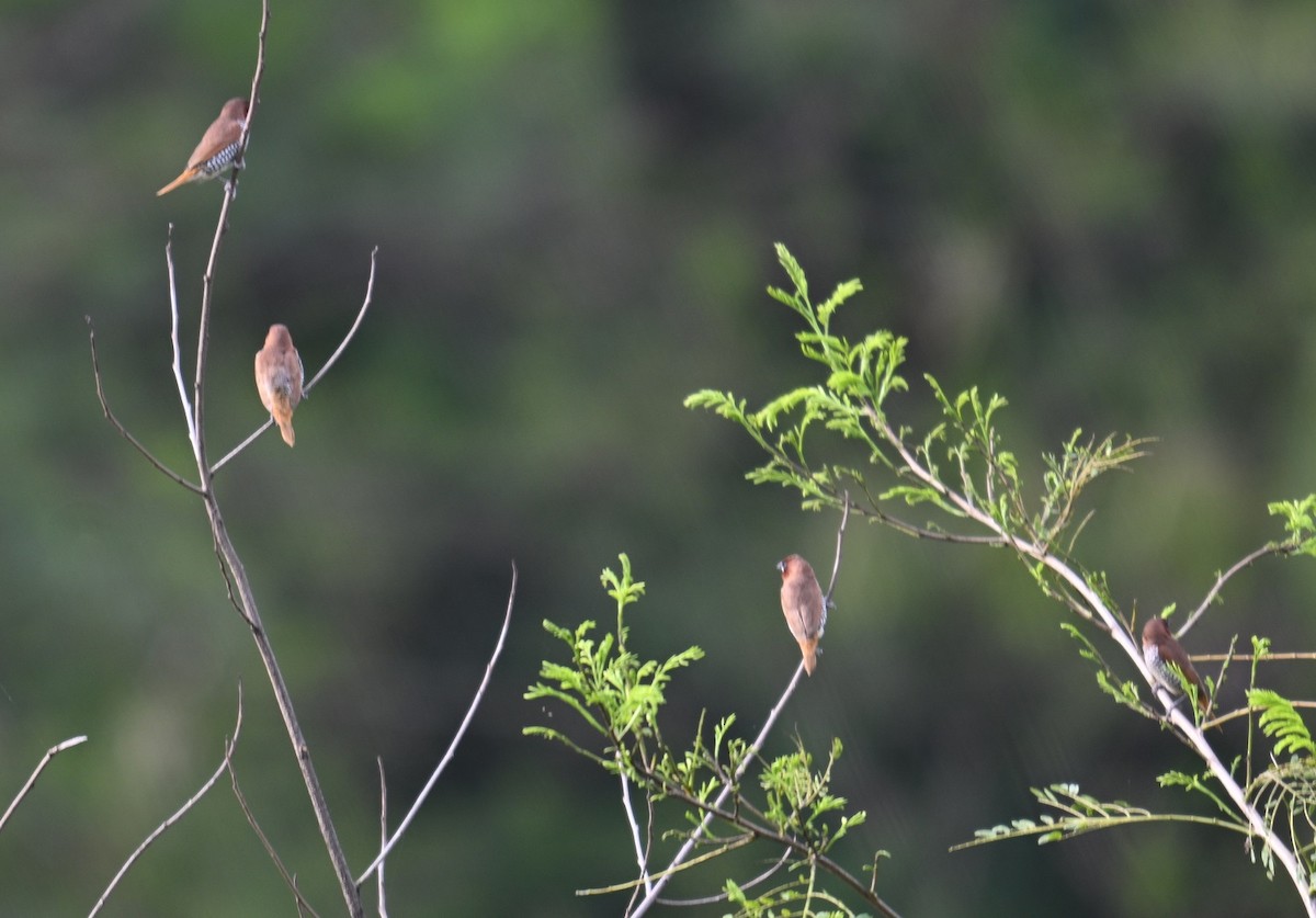Scaly-breasted Munia - ML642873350