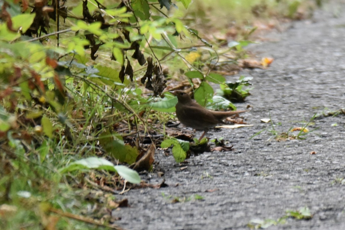 Thrush Nightingale - ML642873353