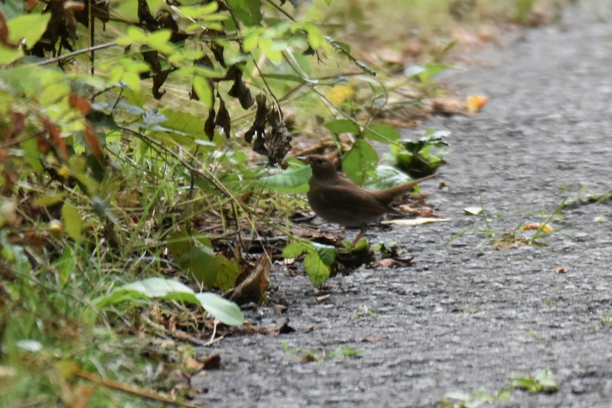 Thrush Nightingale - ML642873354