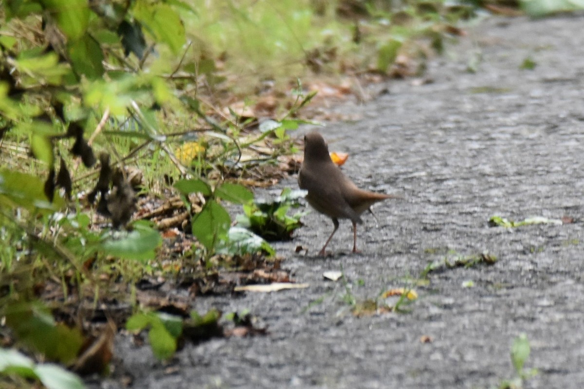Thrush Nightingale - ML642873355