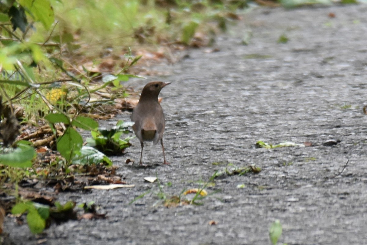 Thrush Nightingale - ML642873356