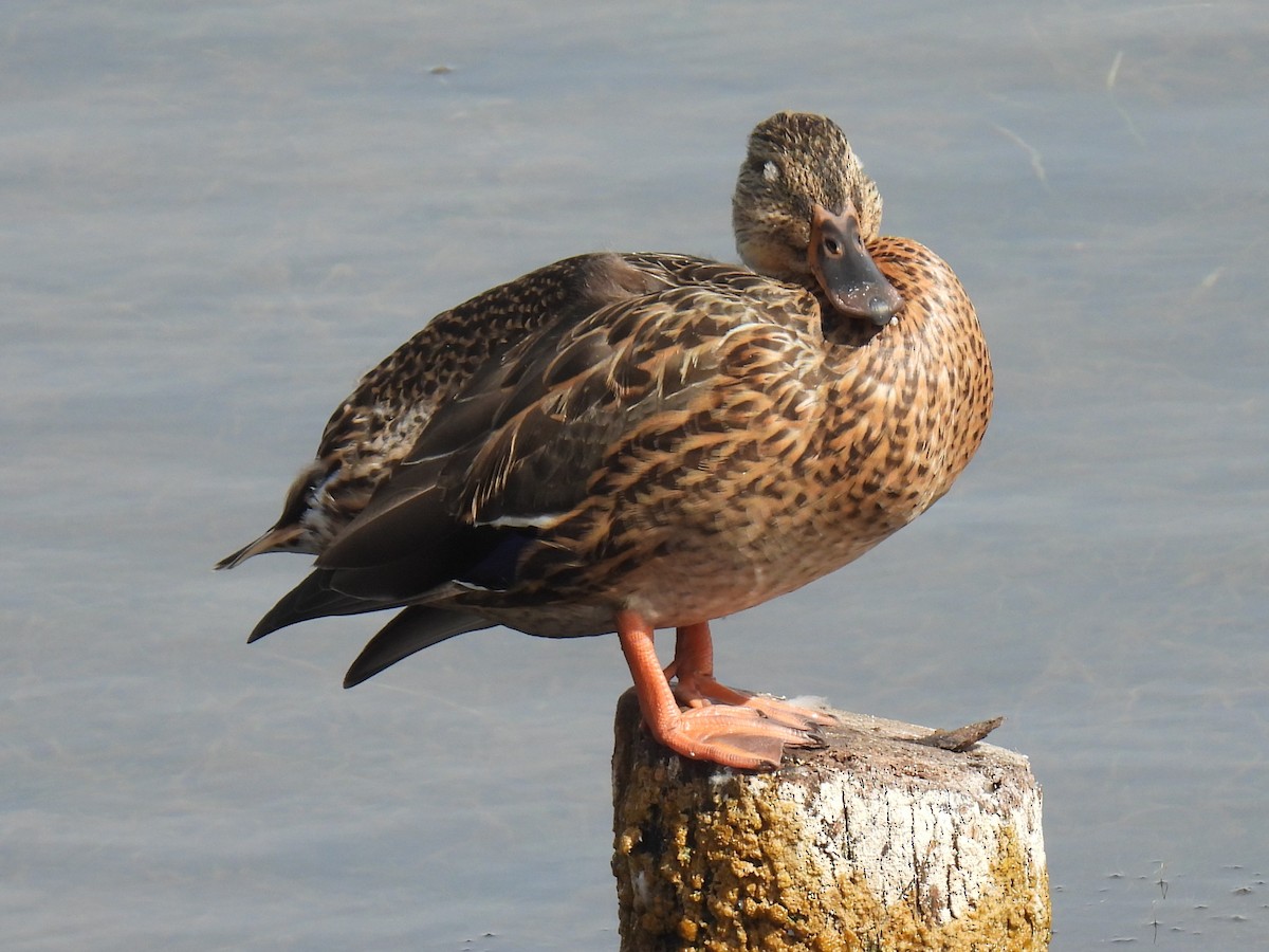 Mallard - ML642873359