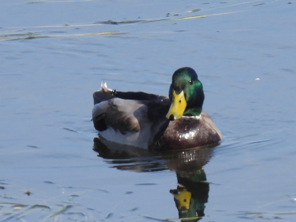 Mallard - ML642873360