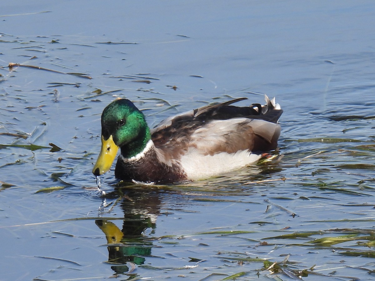 Mallard - ML642873361