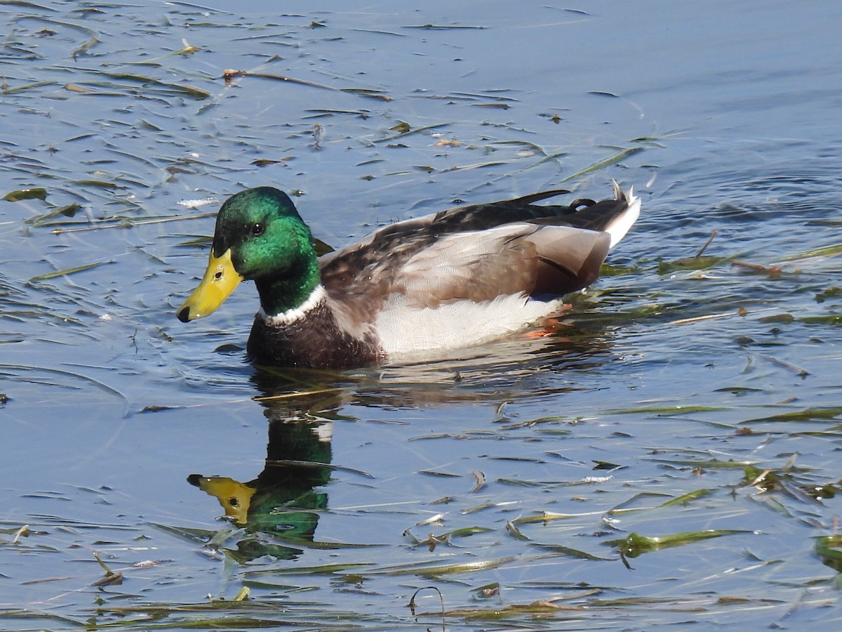 Mallard - ML642873362
