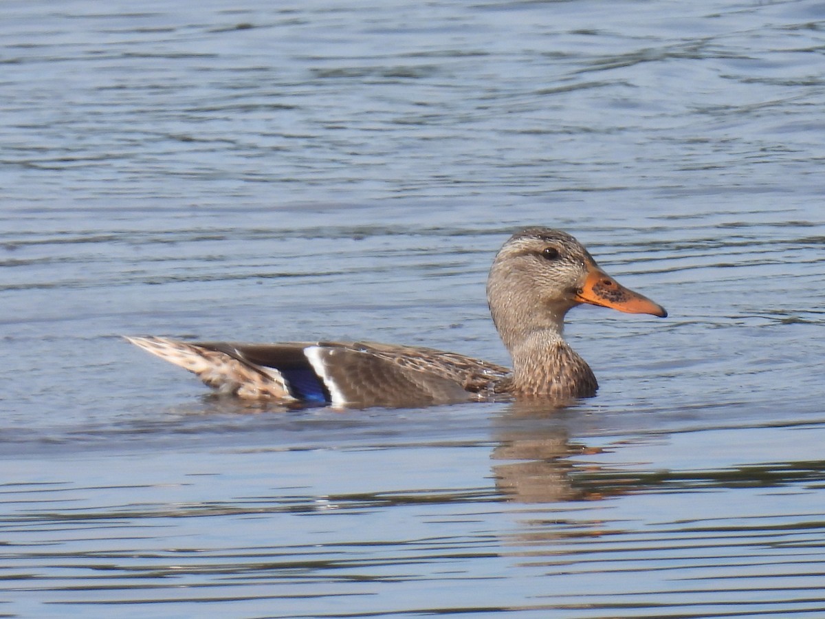 Mallard - ML642873363