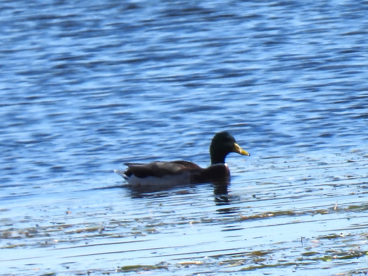 Mallard - ML642873364